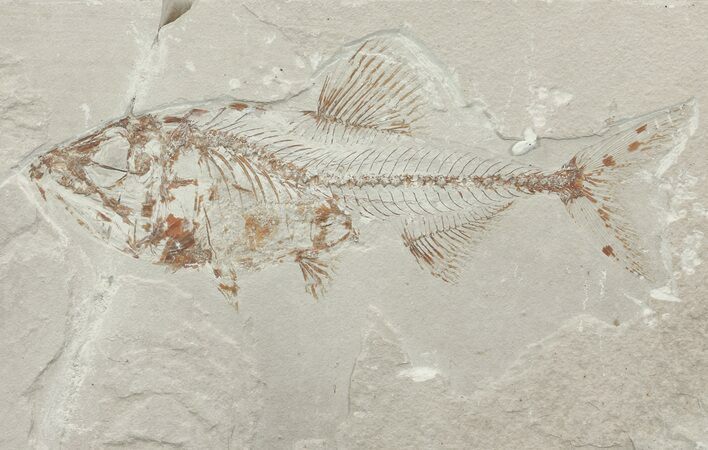 Cretaceous Fossil Fish (Spaniodon) - Fish In Stomach! #70326